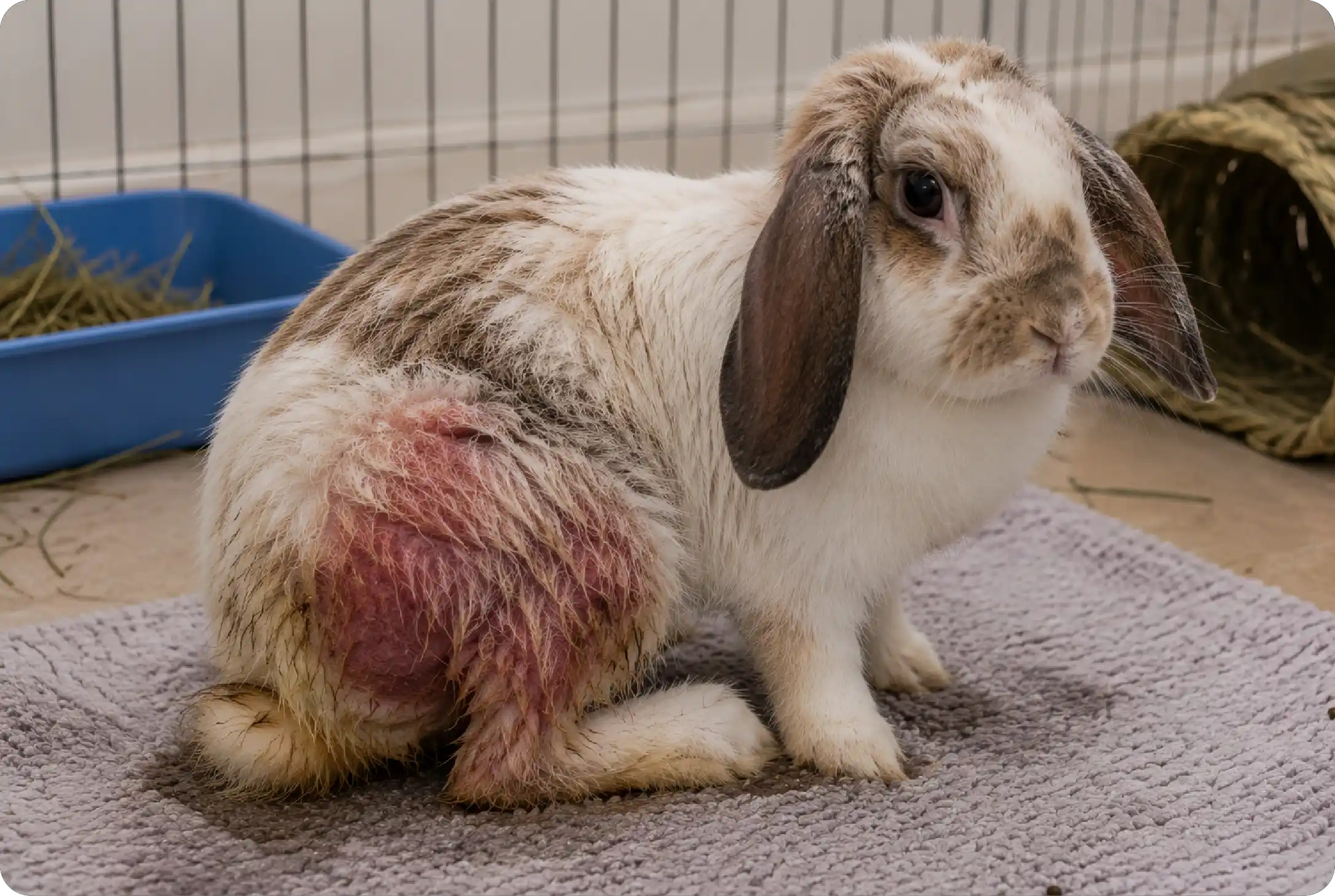 Moist Dermatitis